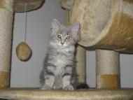 chilli_03